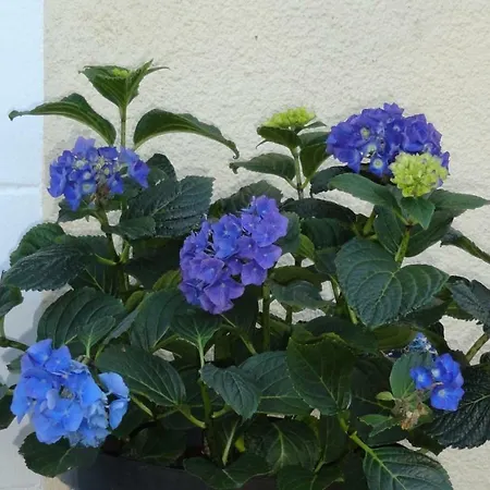 Σπίτι διακοπών Les Hortensias Vasles